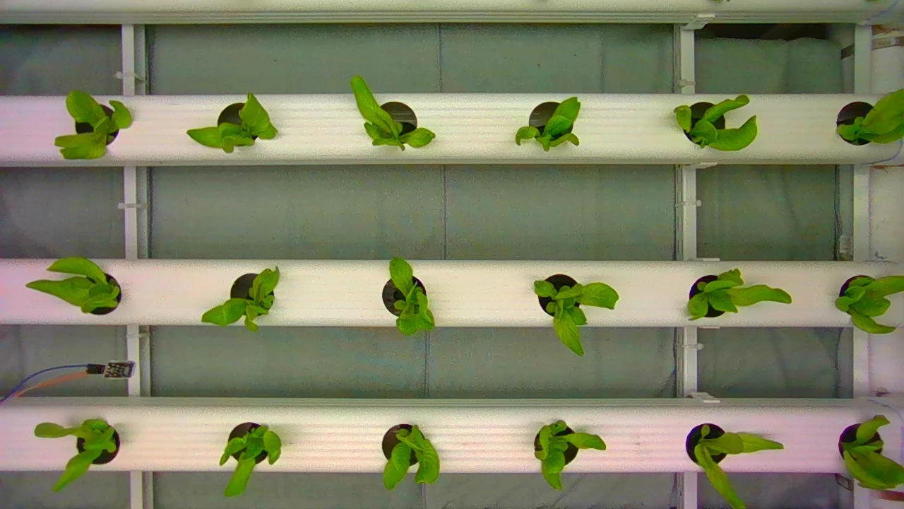 Day 1 after transplant: PlantVillage Strawberry RGB example