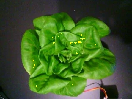Irrigated · capture 1: PlantVillage Strawberry RGB example