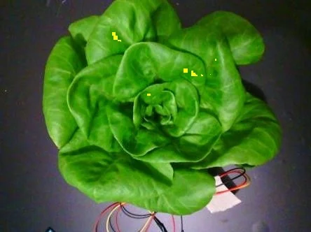 Irrigated · capture 7: PlantVillage Strawberry RGB example