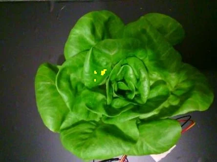 Irrigated · capture 13: PlantVillage Strawberry RGB example