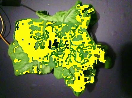 Non-irrigated · capture 13: PlantVillage Strawberry RGB example