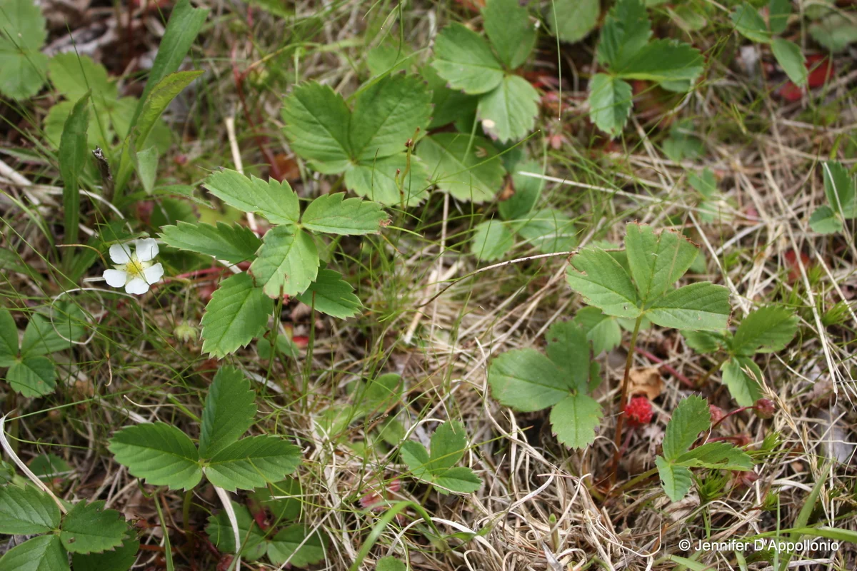 PlantDoc image 1: PlantDoc Strawberry leaf image
