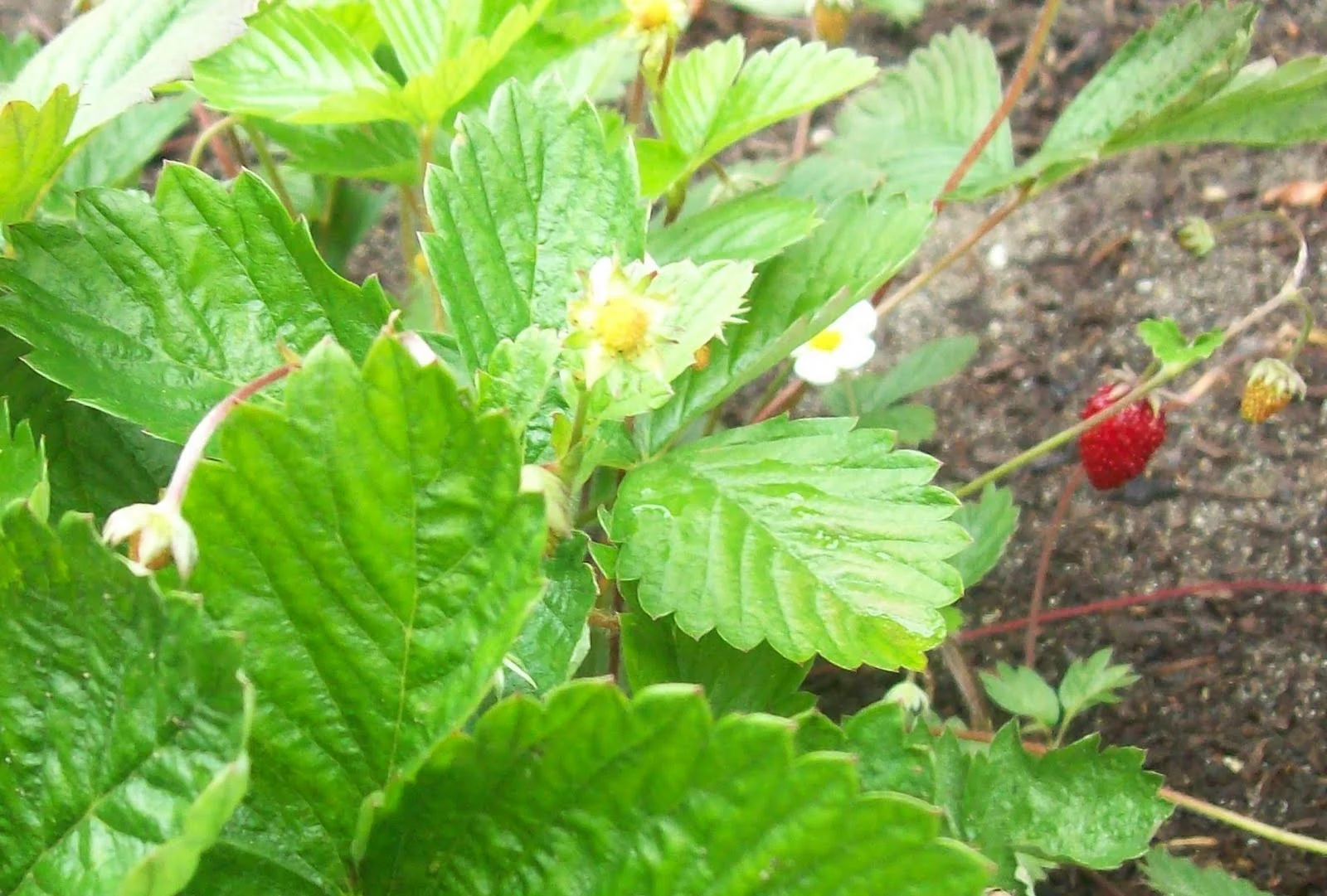 PlantDoc image 2: PlantDoc Strawberry leaf image
