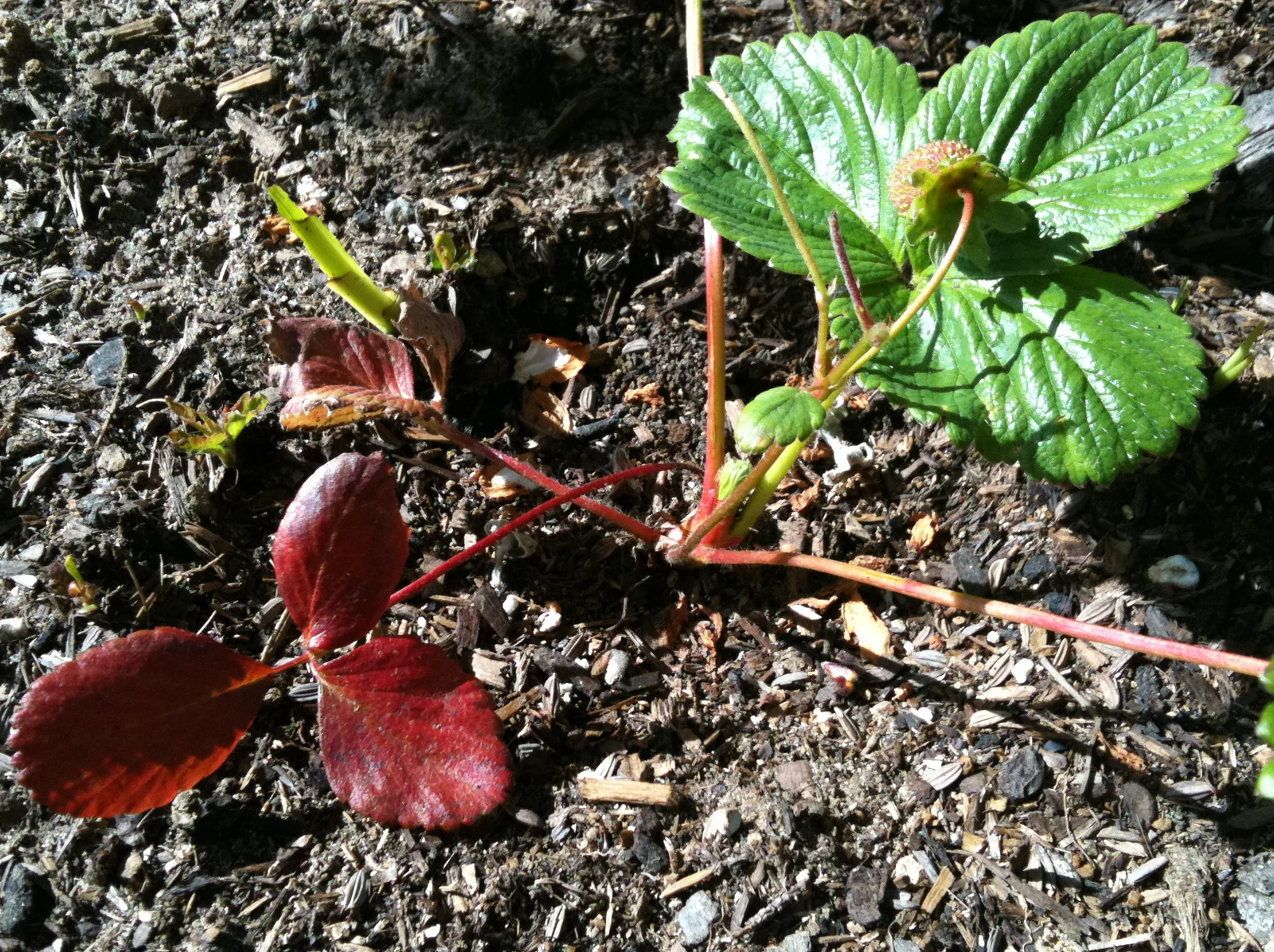 PlantDoc image 3: PlantDoc Strawberry leaf image