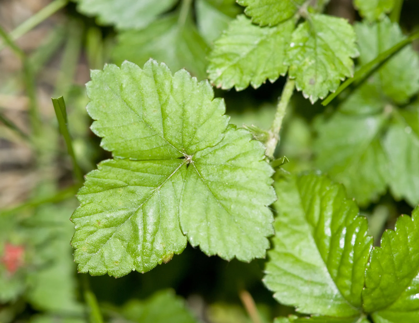 PlantDoc image 4: PlantDoc Strawberry leaf image