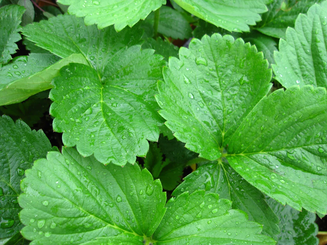 PlantDoc image 5: PlantDoc Strawberry leaf image