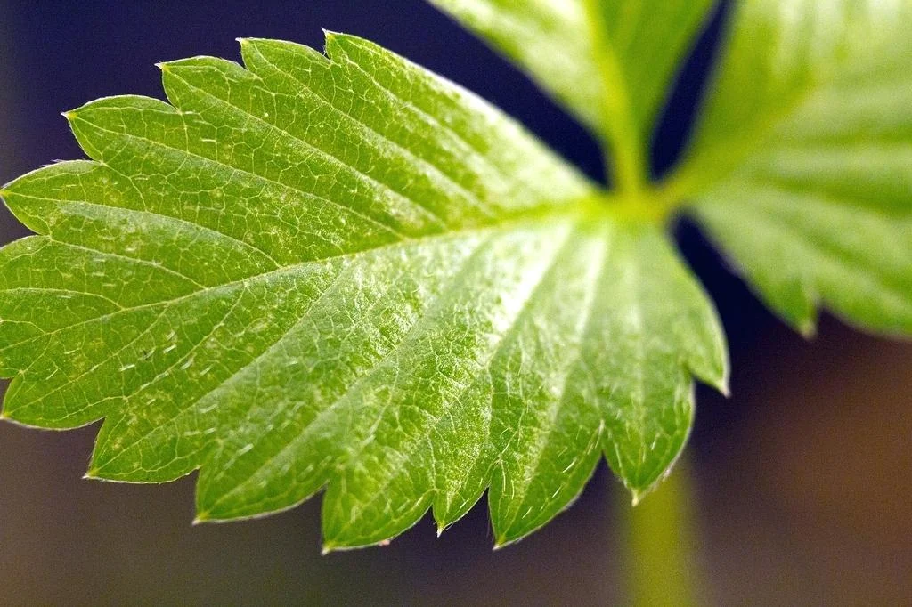 PlantDoc image 6: PlantDoc Strawberry leaf image