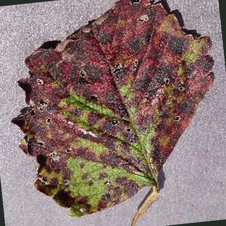 Geometry: PlantVillage Strawberry RGB example