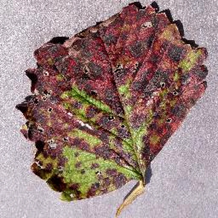 Brightness and colour: PlantVillage Strawberry RGB example
