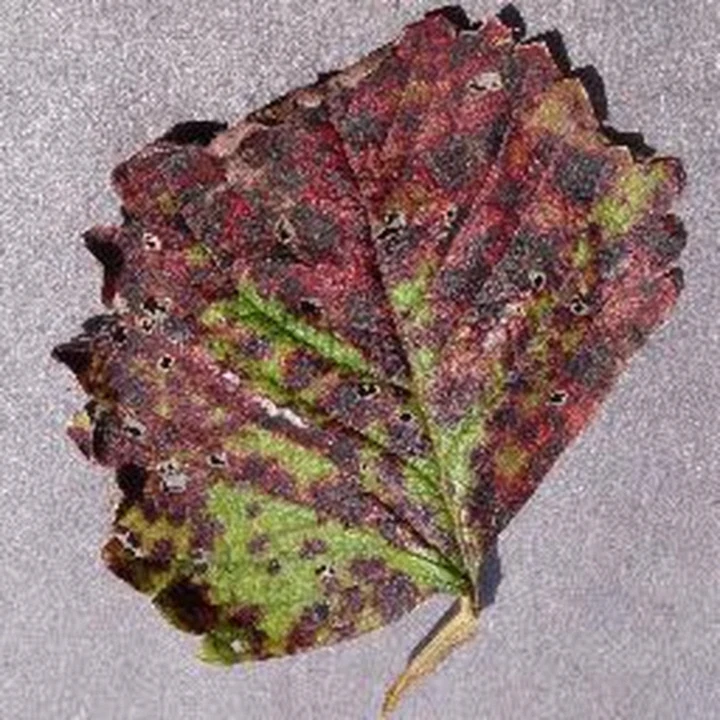 Blur and sensor noise: PlantVillage Strawberry RGB example