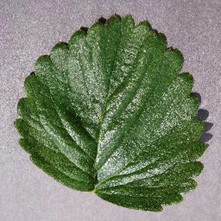 Healthy · leaf 49: PlantVillage Strawberry RGB example