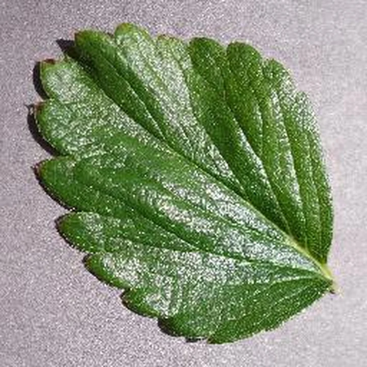 Healthy · leaf 57: PlantVillage Strawberry RGB example