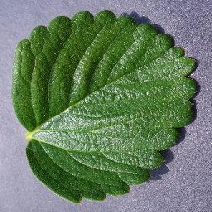 Healthy · leaf 75: PlantVillage Strawberry RGB example