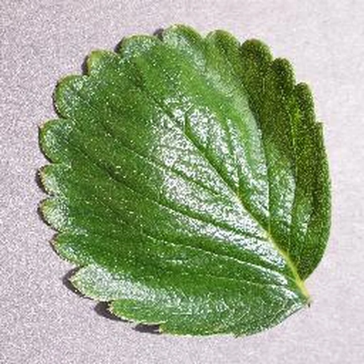 Healthy · leaf 61: PlantVillage Strawberry RGB example