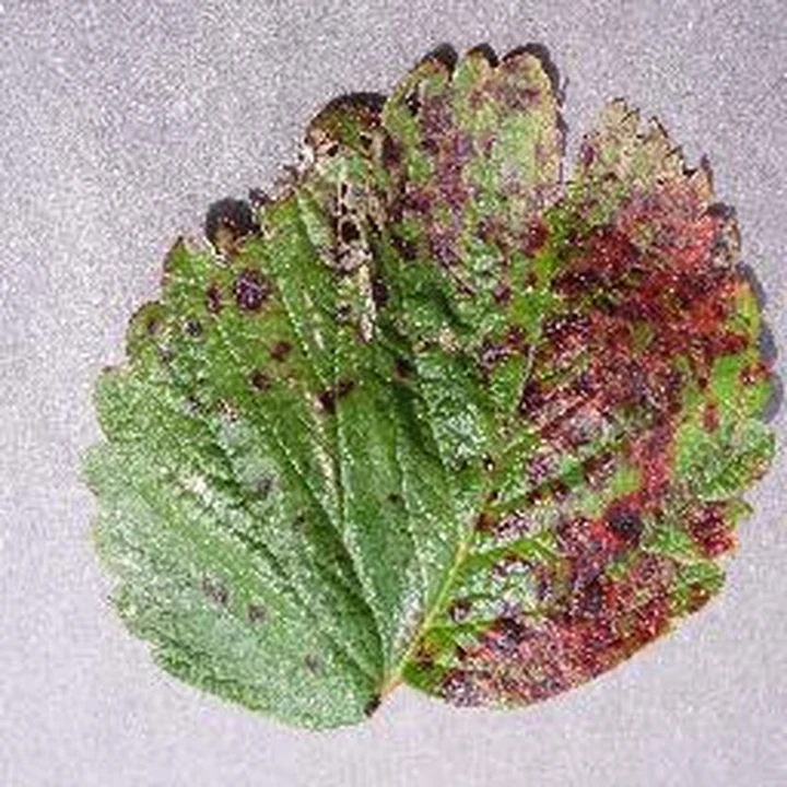 Leaf scorch · leaf 16: PlantVillage Strawberry RGB example