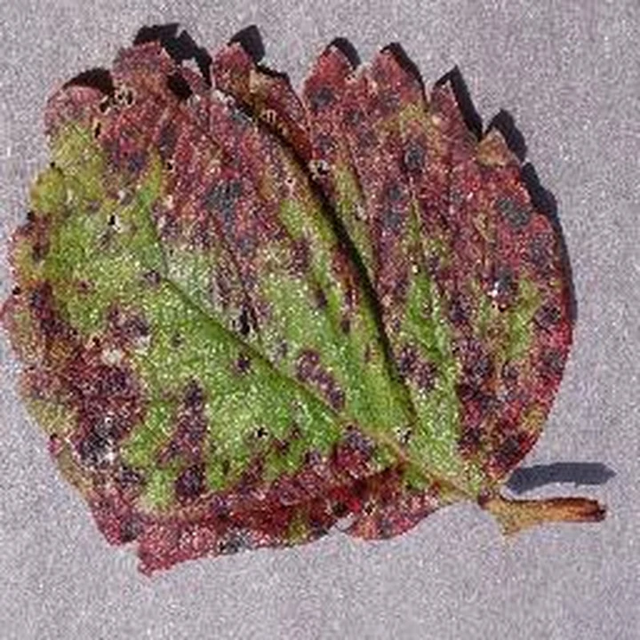 Leaf scorch · leaf 74: PlantVillage Strawberry RGB example