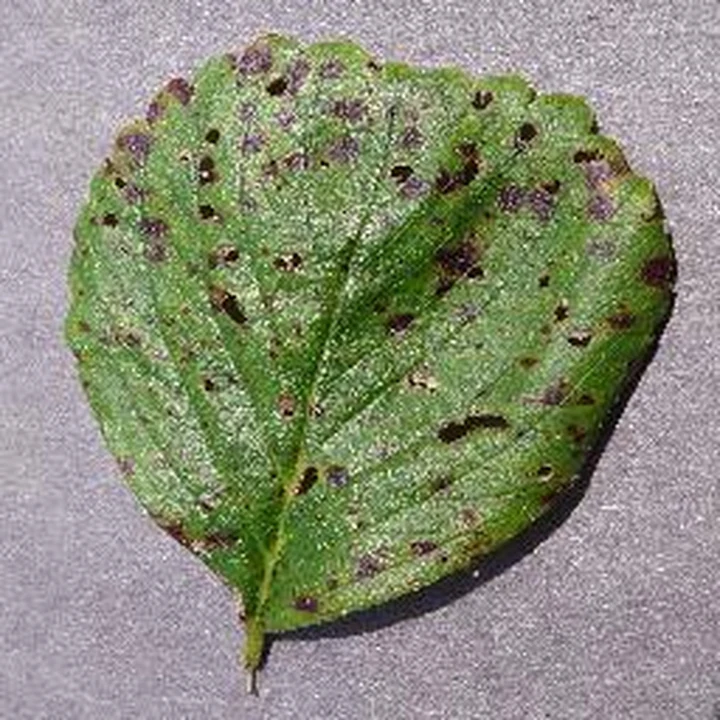 Leaf scorch · leaf 60: PlantVillage Strawberry RGB example